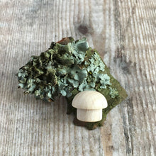 Load image into Gallery viewer, Tiny beech wood mushroom on lichen
