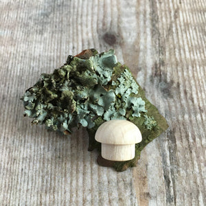 Tiny beech wood mushroom on lichen